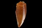 Serrated, Raptor Tooth - Real Dinosaur Tooth #127056-1
